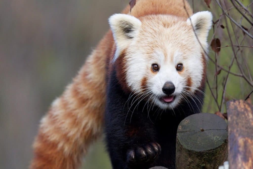 Dublin Attractions 3