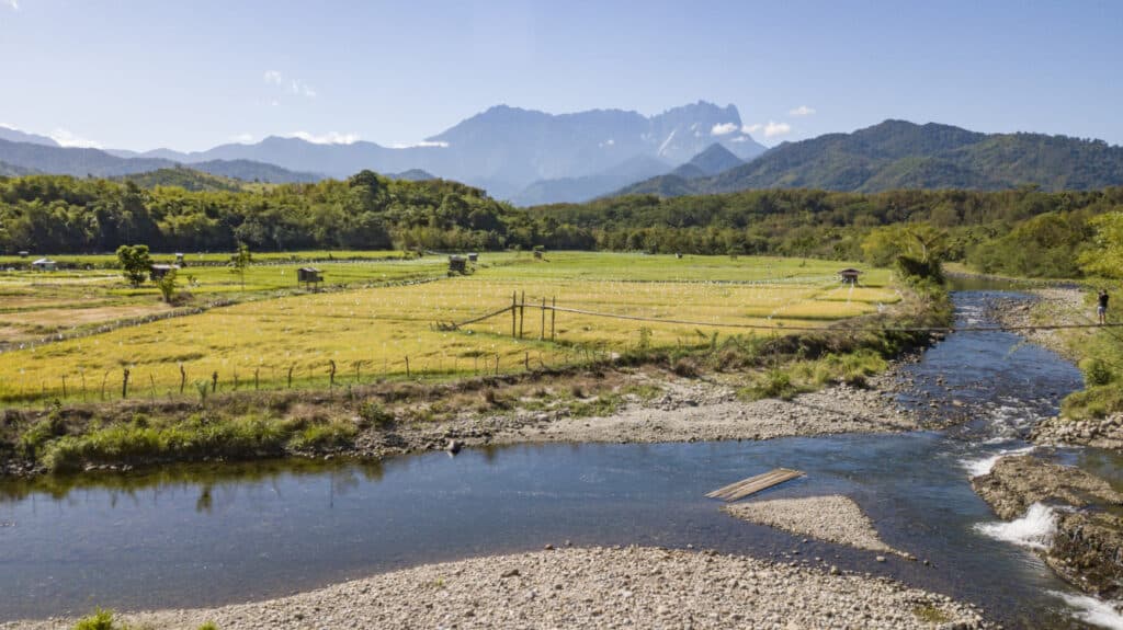 management conference